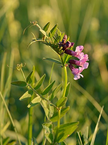 Vicia sepium